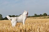 SIBERIAN HUSKY 040